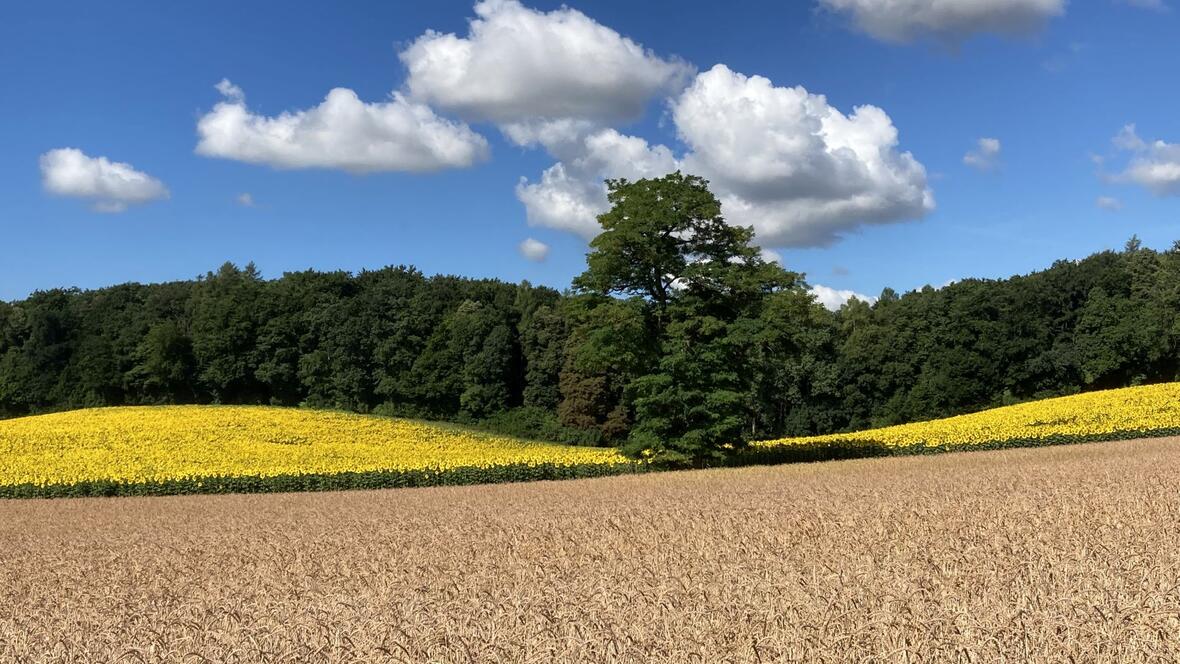 dinkel-rubinie-sonnenblumen-mischwald-cumuluswolken-img_1578-1